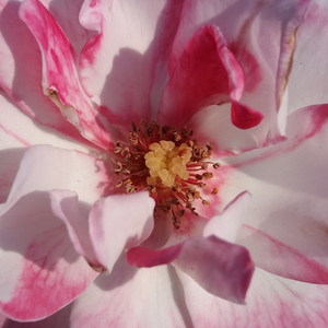 Web trgovina ruža - floribunda ruže - ružičasta - Rosa  Abigaile ® - diskretni miris ruže - Hans Jürgen Evers - Niski cvjetni grmovi do pedeset centimetara vrlo je pogodan za male vrtove, cvjetne pupoljke ili čak posude.